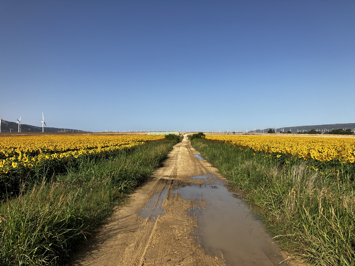 Sunflower Fields Copyright 2024 photo Uff Road Henk Post