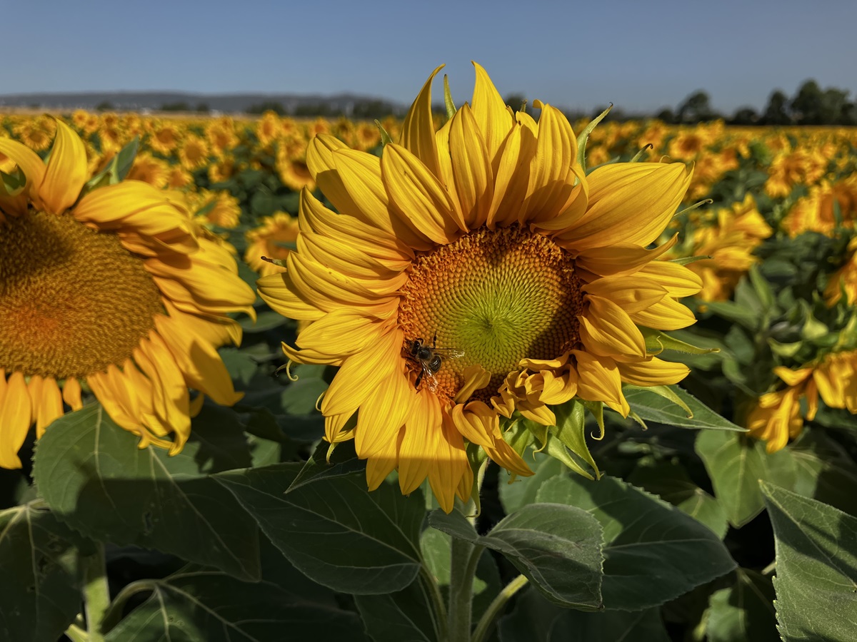 Sunflower Photo Copyright 2024 Uff Road Henk Post