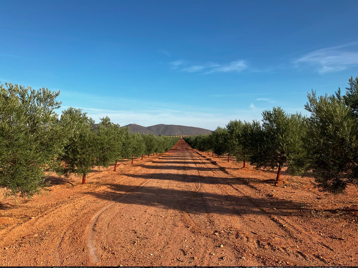 Olive Groves landscapes in La Axarquía Andalusia