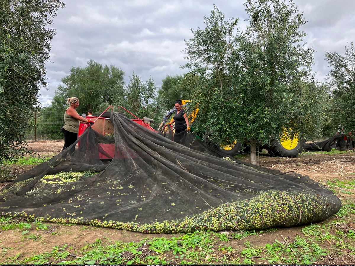 Olive Harvest Tradition and farming in Andalusia Photo Copyright 2024 Uff Road Henk Post