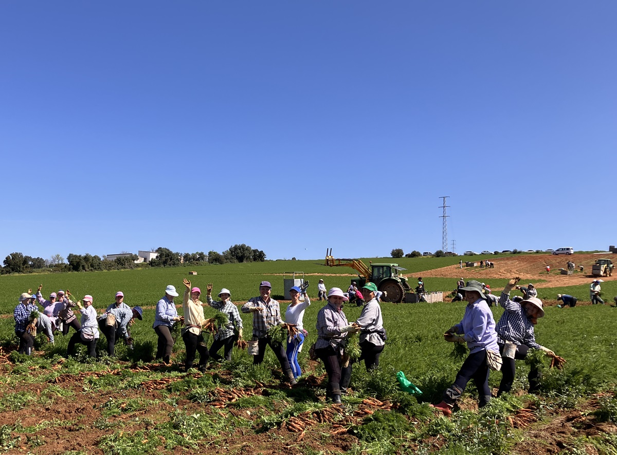 Workers harvesting carrots in an Andalusian field