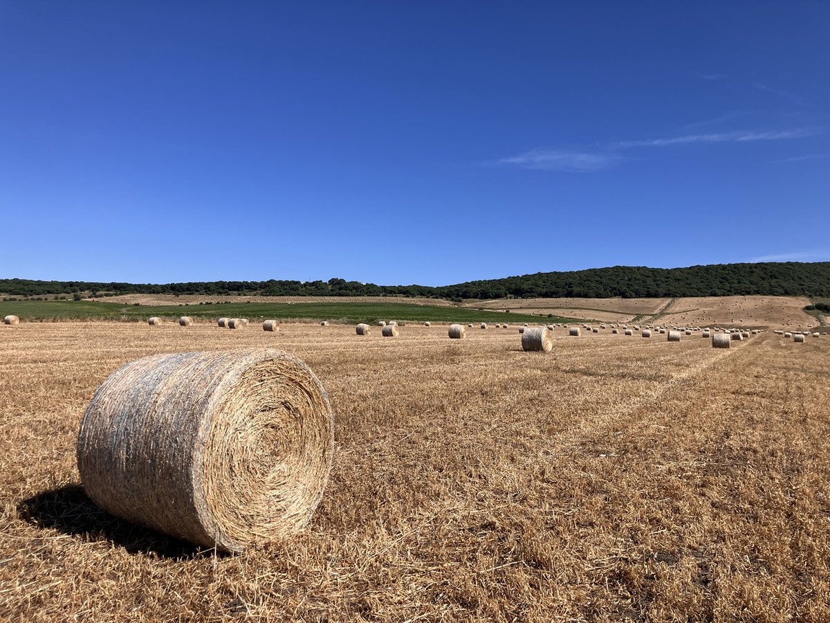 Round hay bales in an Andalusian farmland landscape