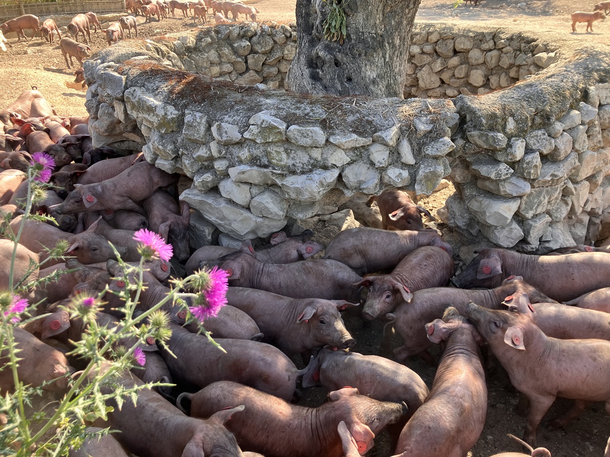 Pigs gathered around a stone structure on an Andalusian farm